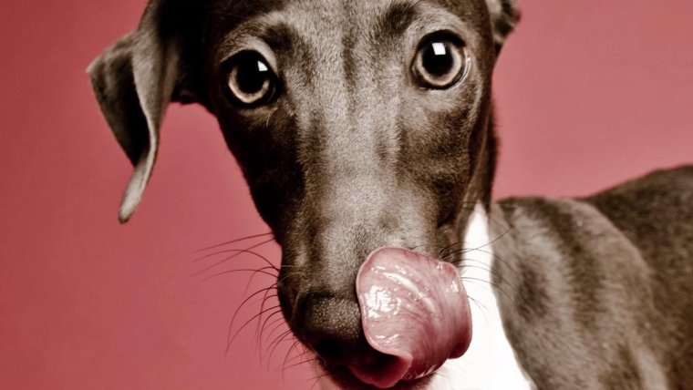 Уиппет порода собак