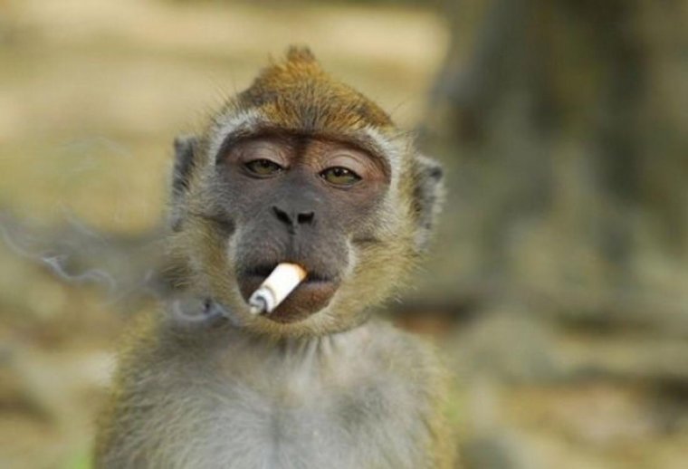 Обезьянка с сигаретой