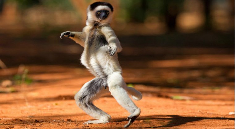 Танцующие животные