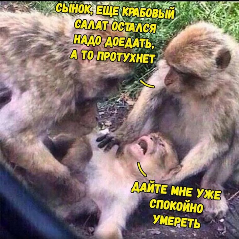 Дайте мне спокойно деградировать