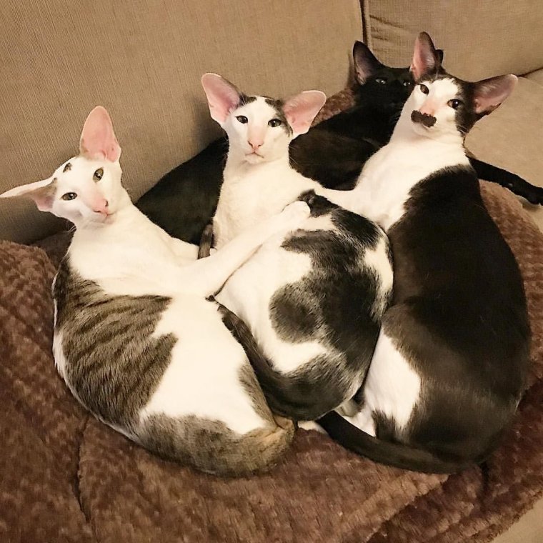 Кошка Ориентал грузин