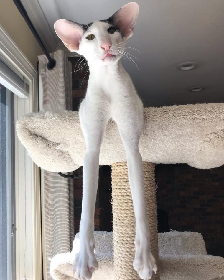 Кот грузин порода Ориентал