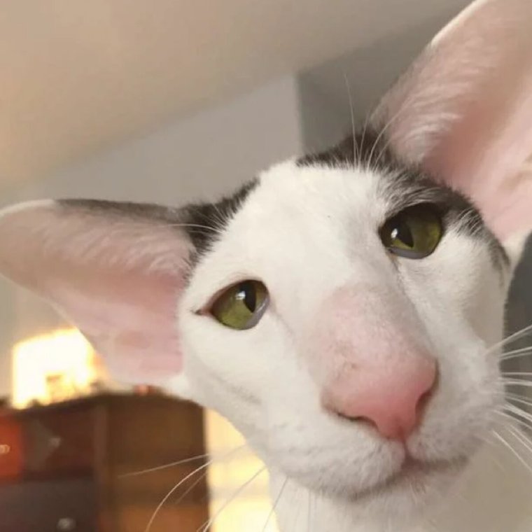 Ориентальная кошка грузин