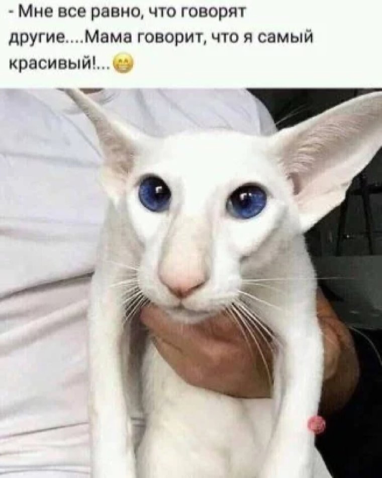 Кот с большими ушами