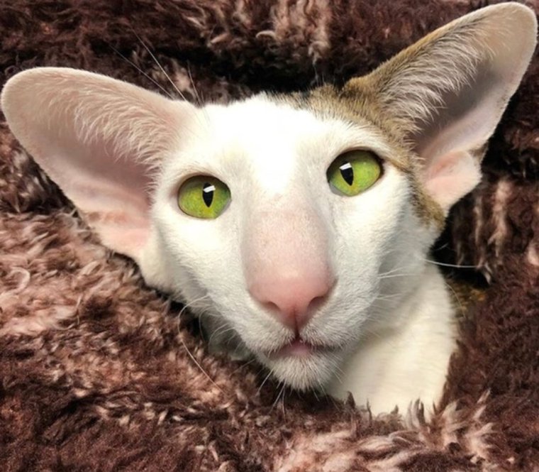 Коты грузины