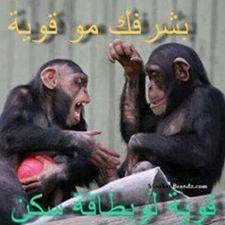 Обезьяна здоровается