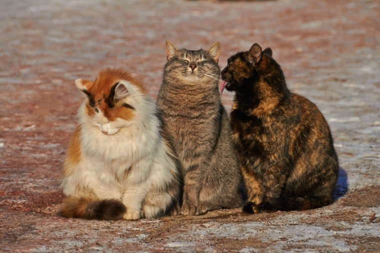 Животные помогают друг другу