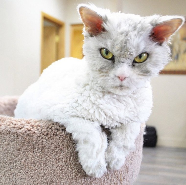 Селкирк-рекс - кошка-барашек