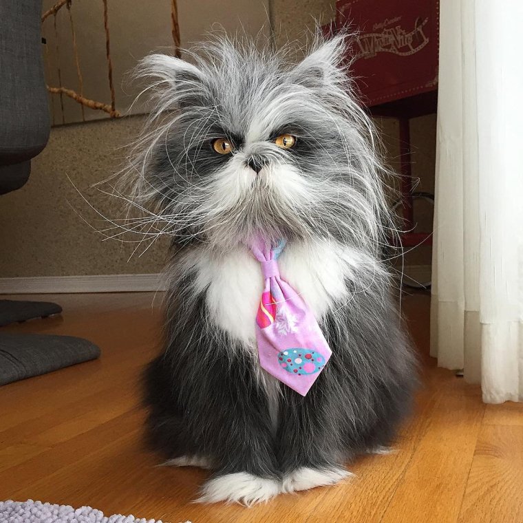 Атчум порода