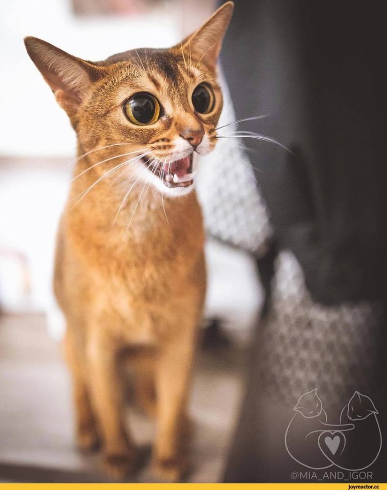 Абиссинская порода злая