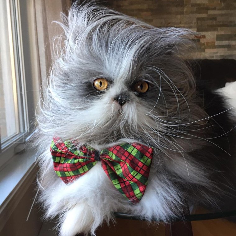 Смешной лохматый кот