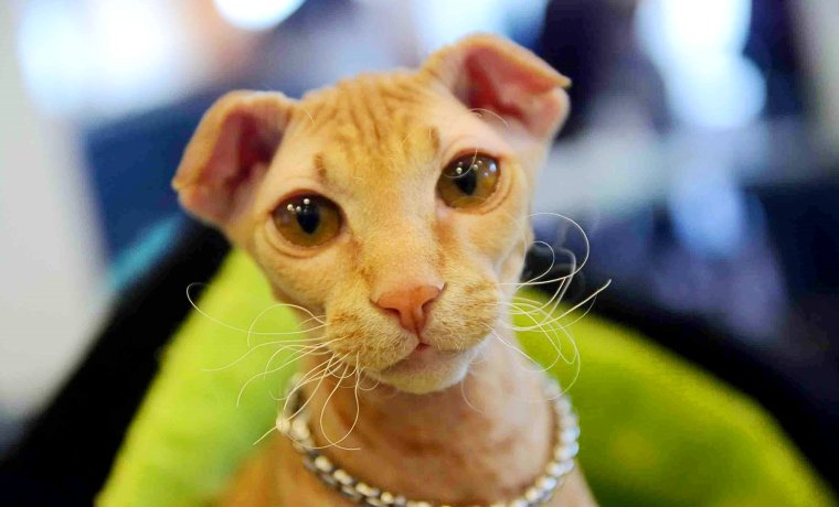 Кошки породы украинский левкой