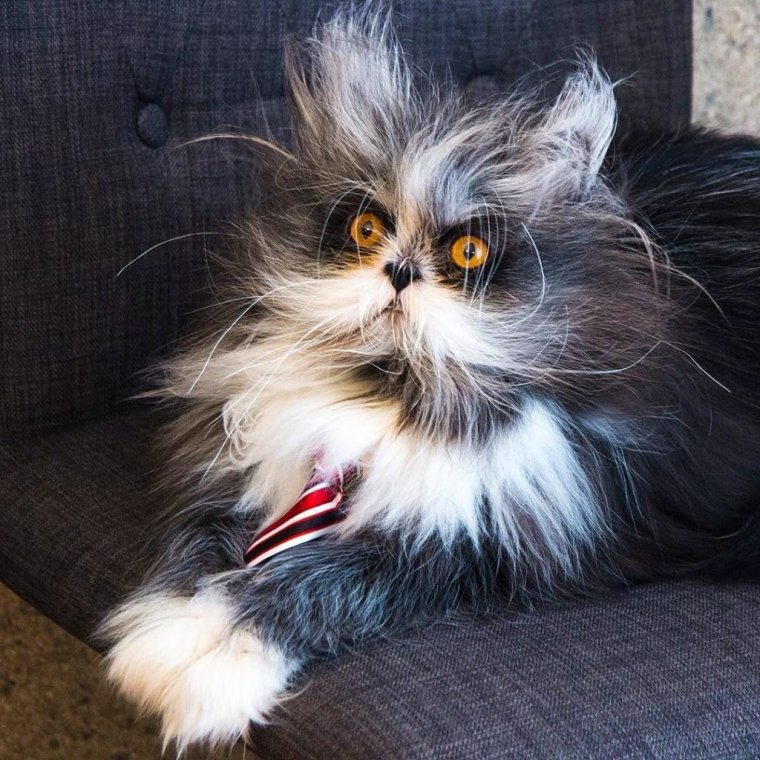 Кот Атчум порода