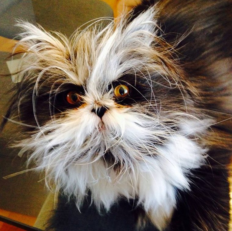 Персидская кошка Атчум