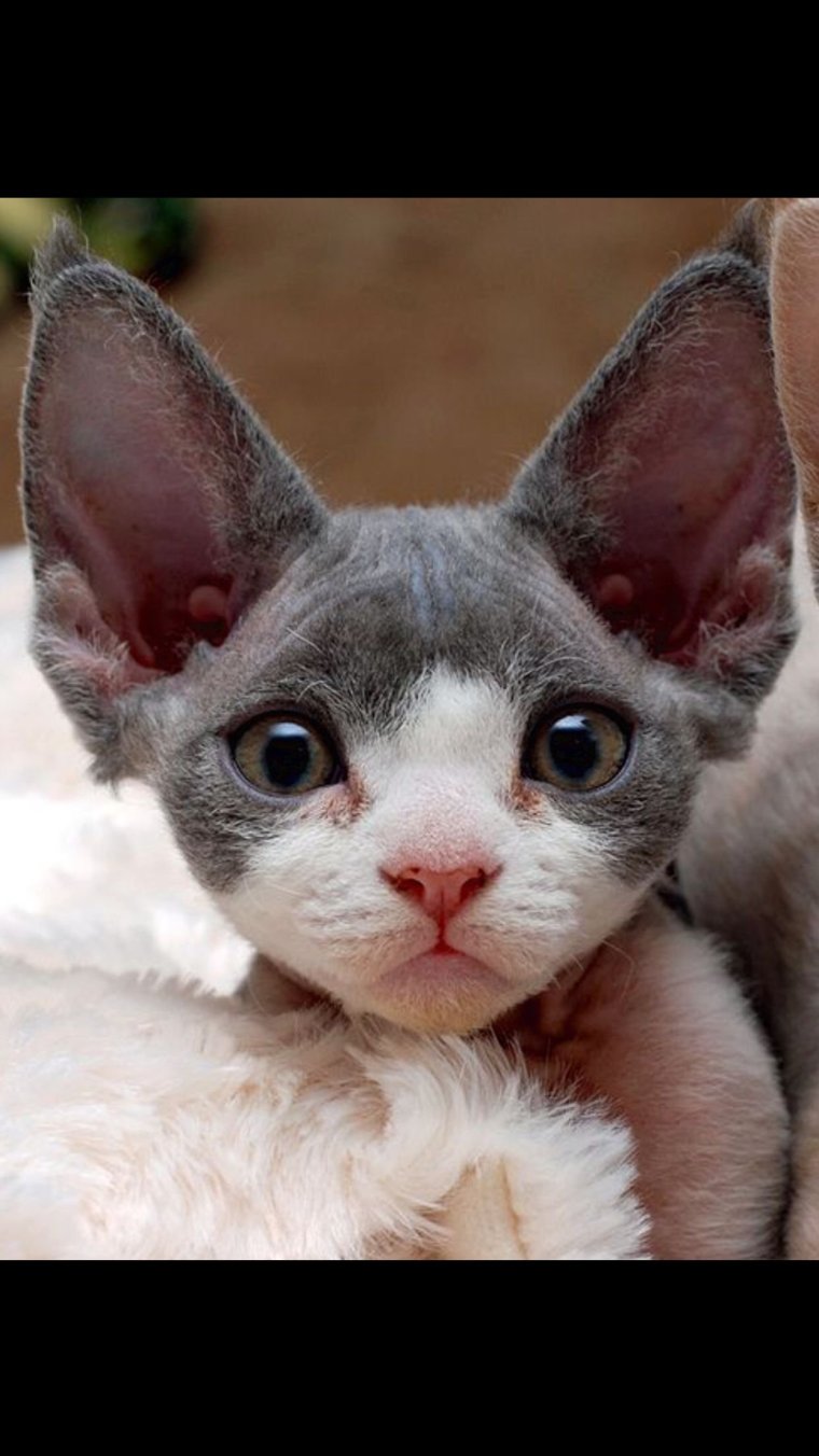 Кот Девон рекс