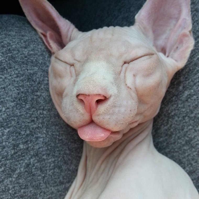 Лысая морда