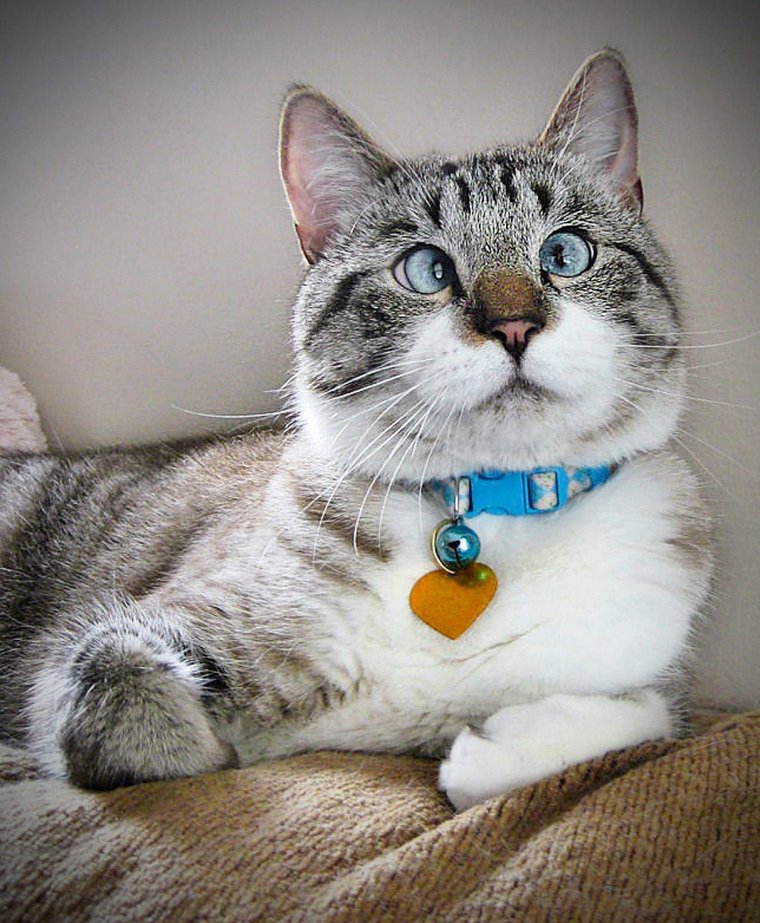 Кот Спанглс порода