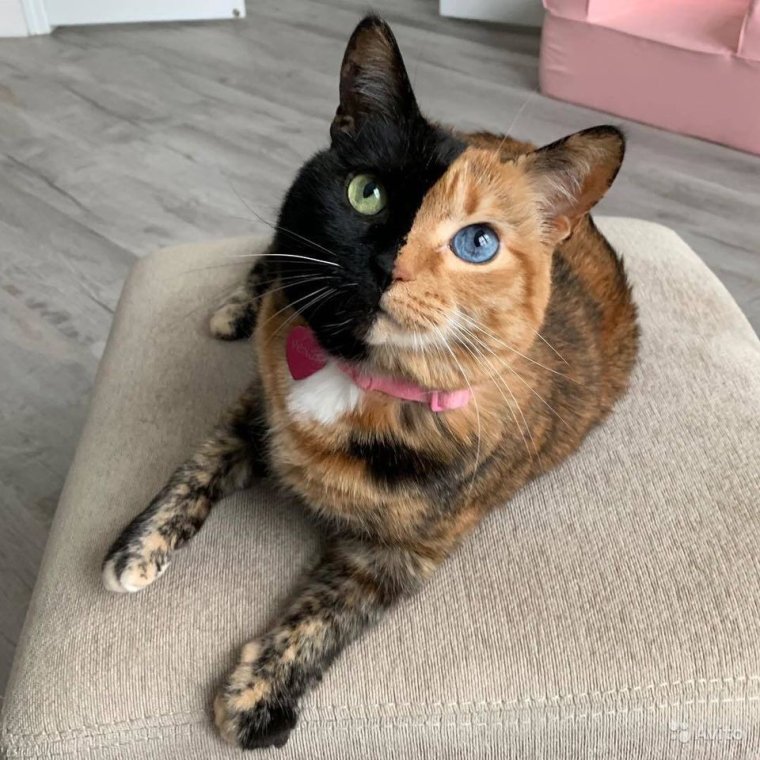 Кошки с необычной внешностью