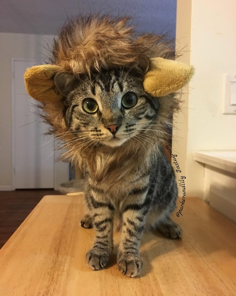 Взъерошенный котенок