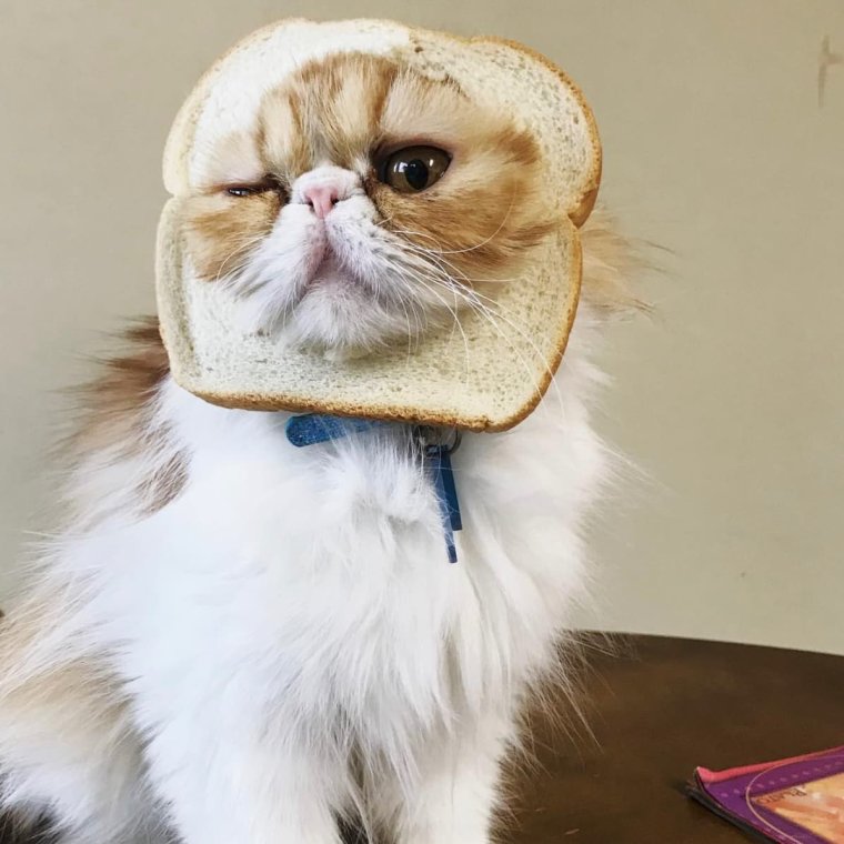 Кот с хлебушком на голове