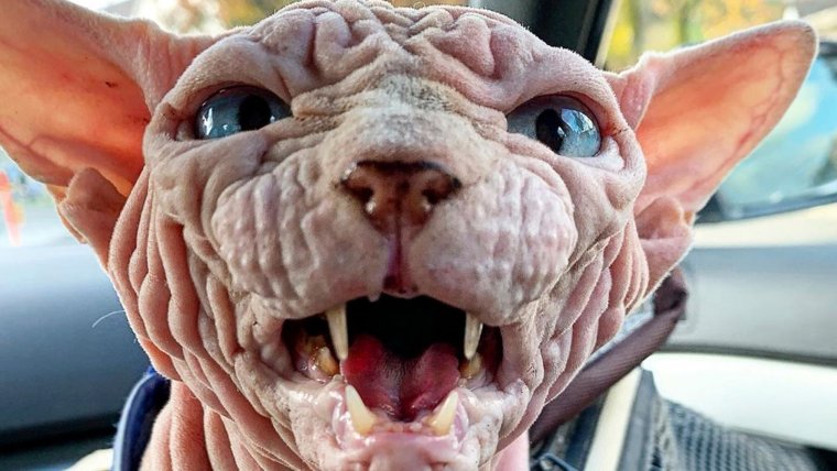 Самый морщинистый кот сфинкс