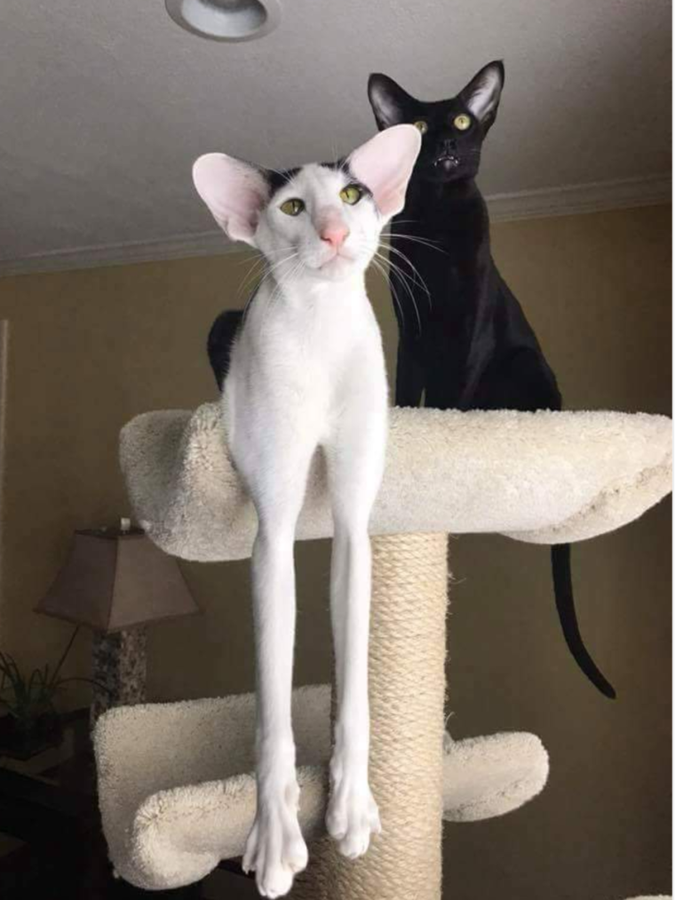 Коты ориенталы грузины