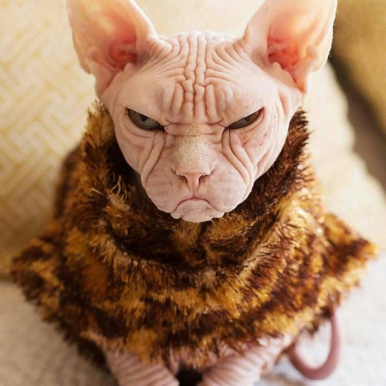 Страшный кот