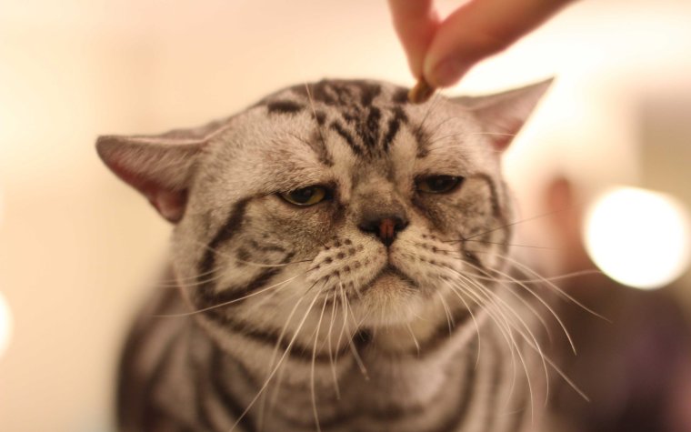 Американский Курцхаар кошка