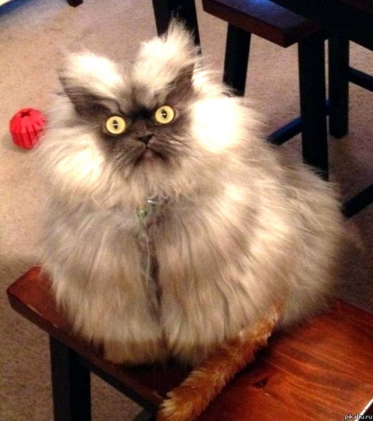 Кот полковник мяу порода