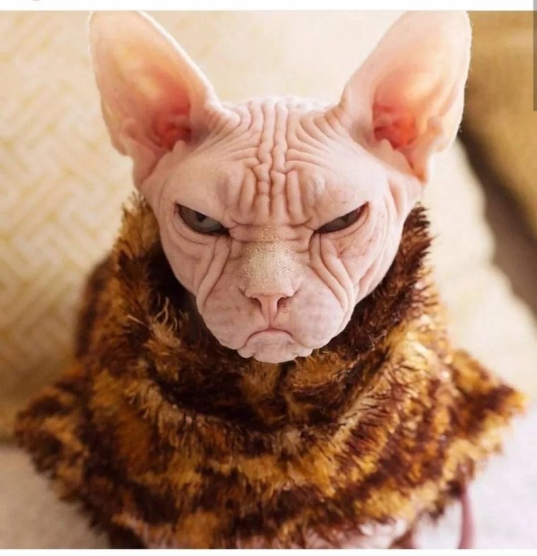 Страшный кот