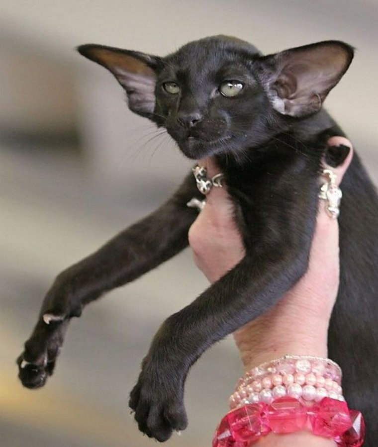 Кошка Ориентал летучая