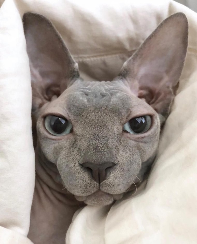 Пушистый канадский сфинкс