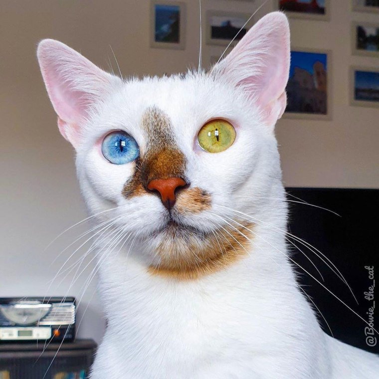 Кот с необычной окраской