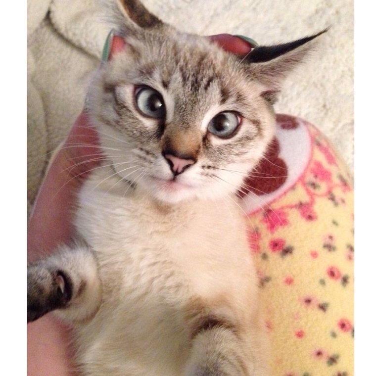 Смешные породы кошек