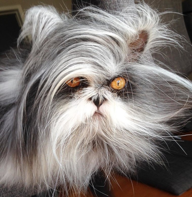 Атчум персидский кот