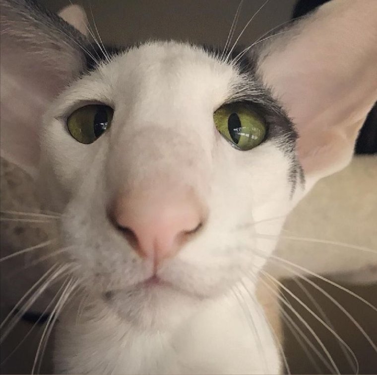 Кошка Ориентал грузин