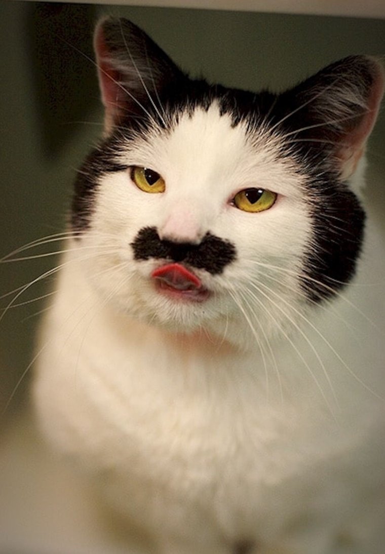 Странные коты