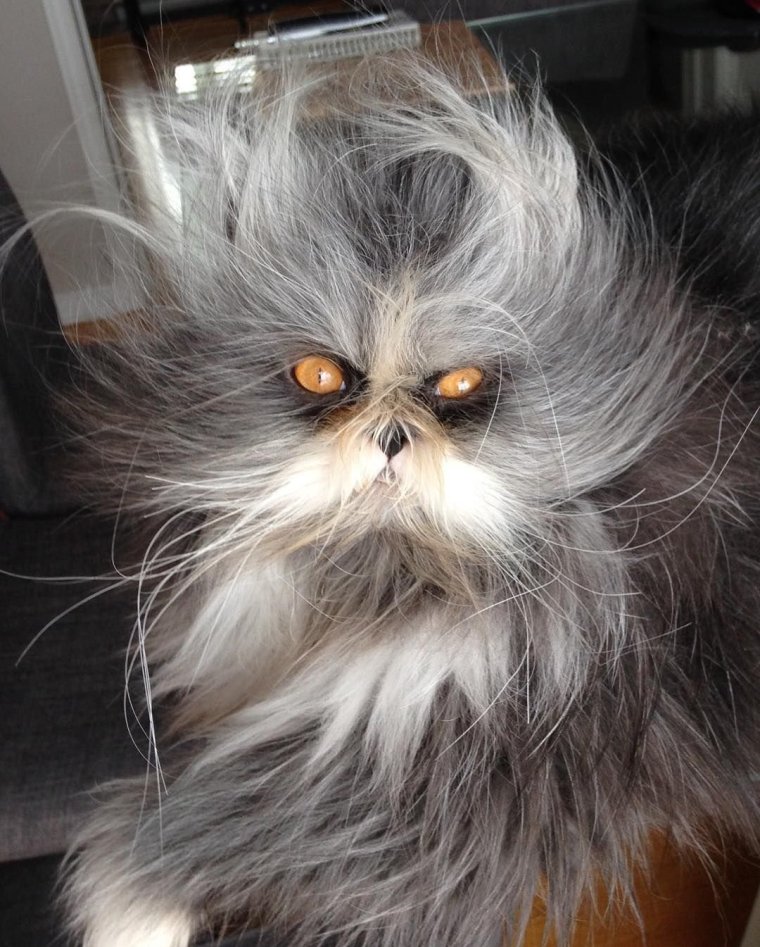 Страшный лохматый кот порода