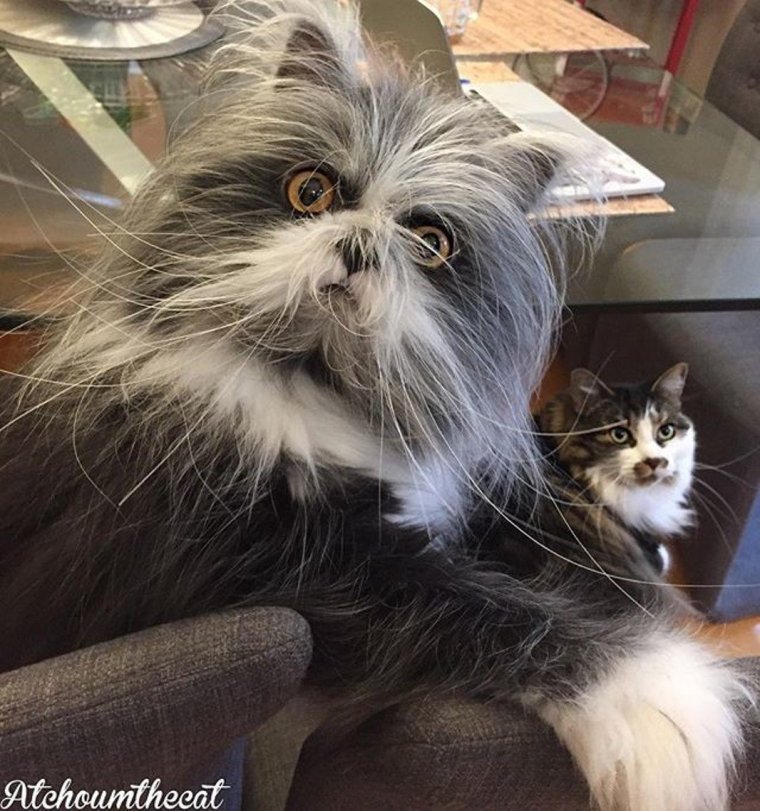 Атчум порода