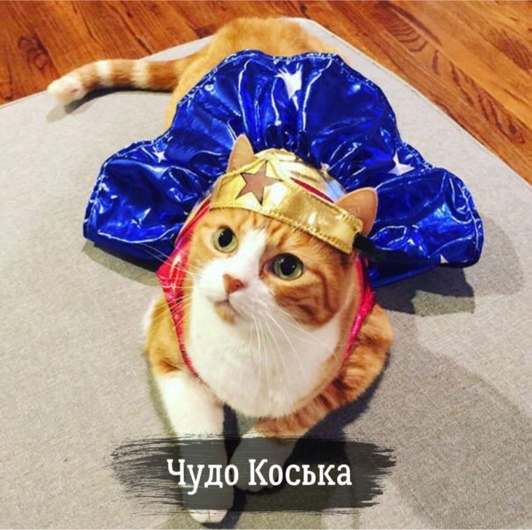Смешные коты в костюмах