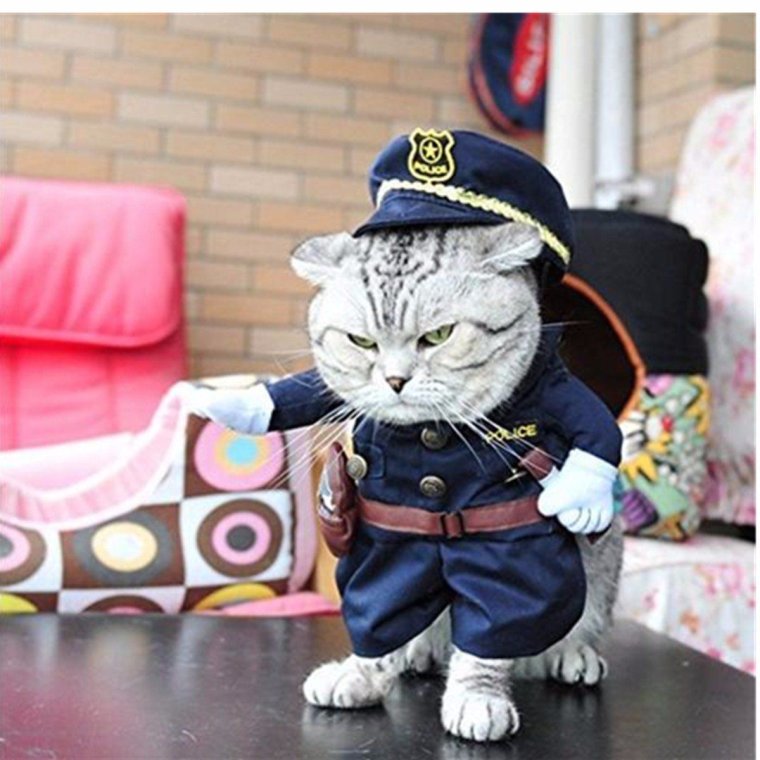 Котик в костюме полицейского