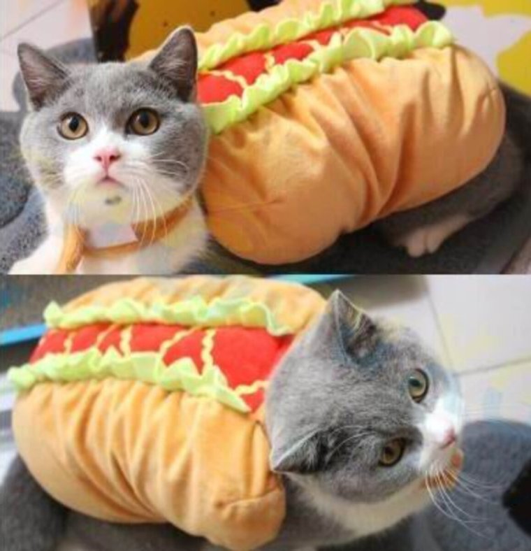 Смешная одежда для котов