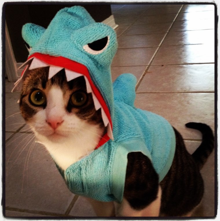 Милые кошки в костюмах