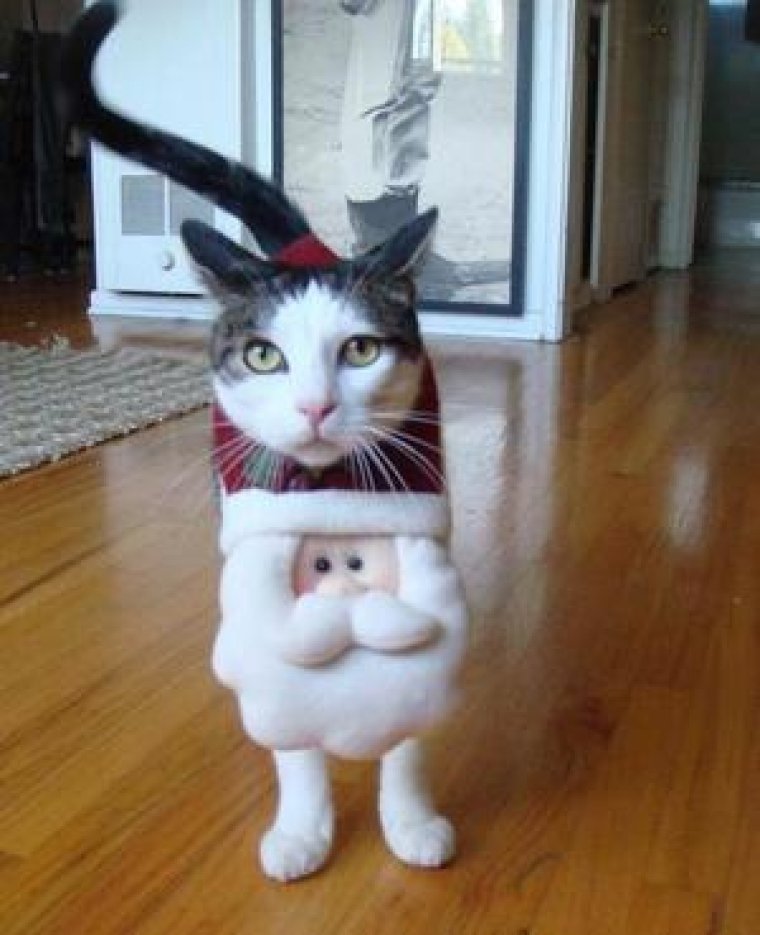 Прикольные коты в костюмах