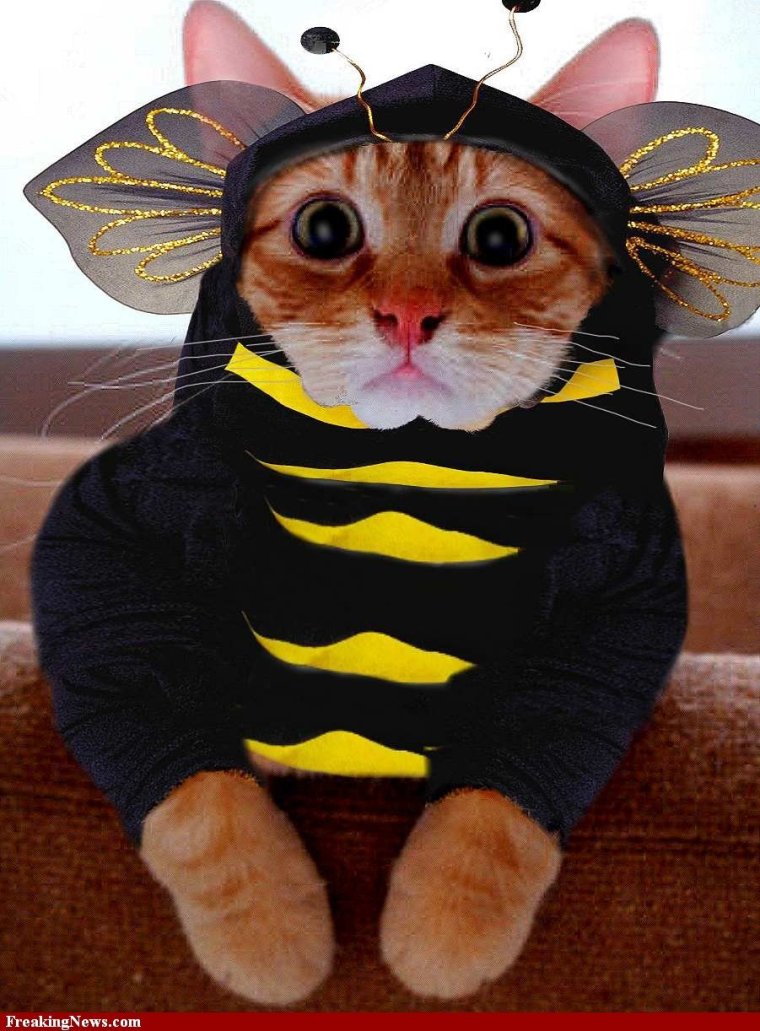 Кот в костюме