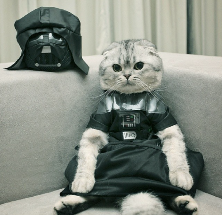 Кот в костюме Дарт Вейдер