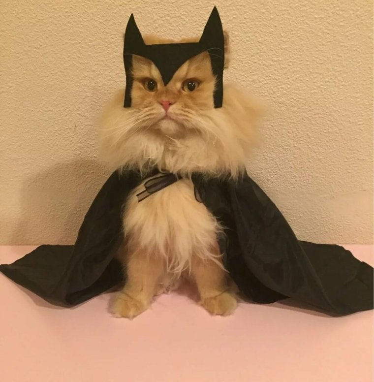 Костюм для кота смешной