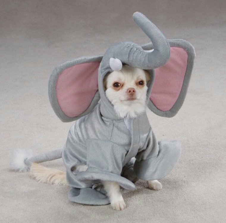 Костюм для кота смешной