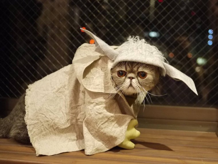 Костюмы для котов смешные