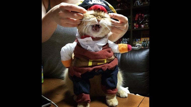 Костюмчики для котов на передние лапки